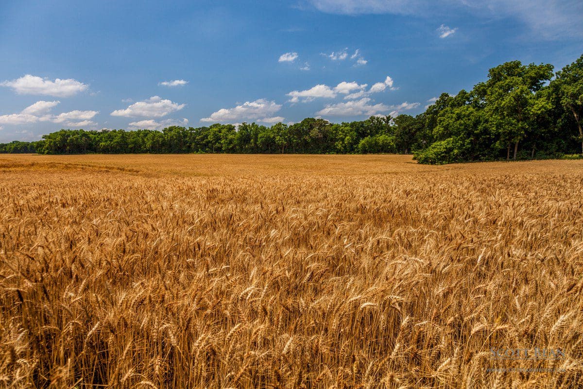 Wheat field